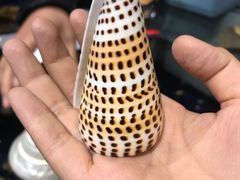 -青岛贝壳博物馆