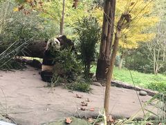 -都江堰中华大熊猫苑