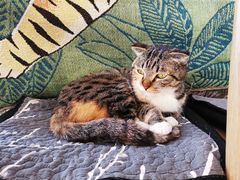 -平行世界·猫咖(首经贸店)