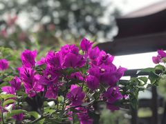 -桤木河湿地公园