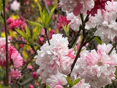 -南汇桃花村