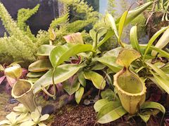 -中国科学院西双版纳热带植物园