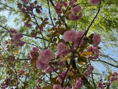 -桃花岛公园