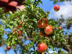 -西安华清御汤酒店