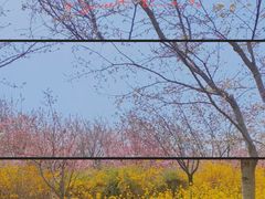 -古柏渡丰乐樱花园