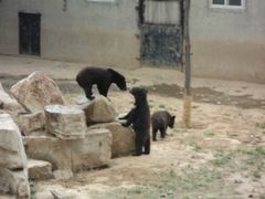 -石家庄市动物园