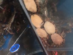 -宾朋海鲜特色美食餐厅·纯手工鲅鱼水饺(兴海路店)