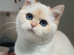 -东方名猫馆·英短金渐层布偶猫舍(环线广场1号楼店)