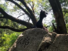 -清源山风景区