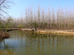 -合肥滨湖国家森林公园