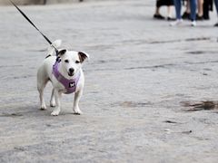 -塞哥维亚输水道