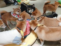 -逗柴咖啡屋·狗咖猫咖宠物桌游
