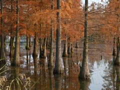 -白鹭湾湿地公园