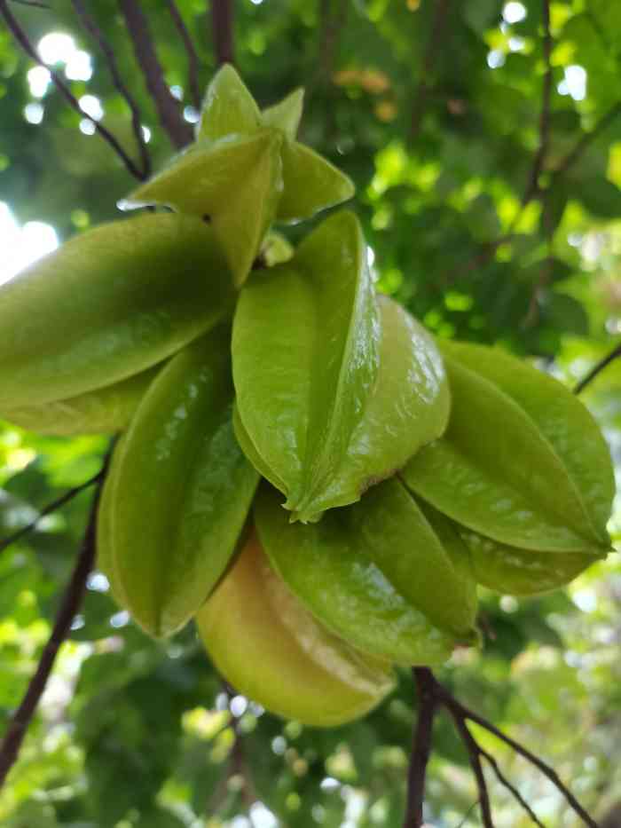 杨桃公园-"本来想着去三溪宜家的,结果超级路盲跟着无.