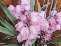 -大院河·仙鱼莊(九眼桥店)
