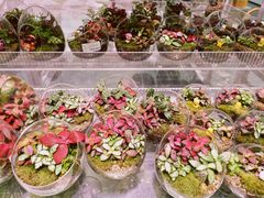 -KKV(深圳宏发大仟里店)