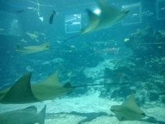 -新加坡海洋生态馆