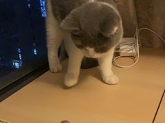 -momokira米努特·德文卷毛猫·棉花面纱犬