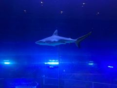 -迪拜水族馆及水下动物园