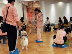 -Let's go狗咖·猫咖·奶狗·桌游(春熙路IFS店)