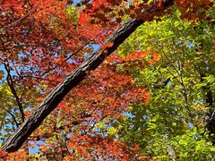-天女山森林公园