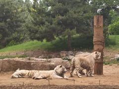 -北京野生动物园