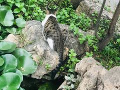 -青州古城