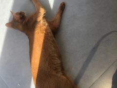 -琪喵猫屋·撸猫猫咖·猫舍