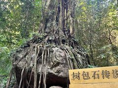 -莫里热带雨林景区
