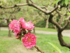 -桃花涧