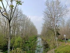 -合肥滨湖国家森林公园