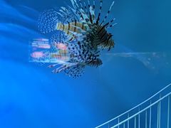 -太平洋海底世界