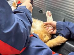 -伟伟宠物医院·CT影像中心·瑞派犬猫综合性门诊(汉口总院)