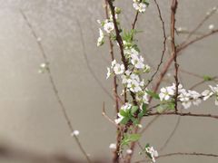 -PlantsEatery·植物食堂(REX春熙店)