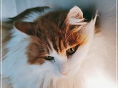-猫儿山۰猫主题餐厅