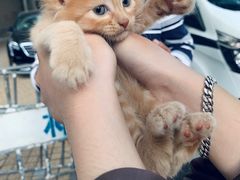 -清平路水族市场