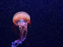 -欢乐海岸海洋奇梦馆