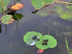 -滆湖低碳生态公园