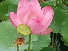 -莲花池公园
