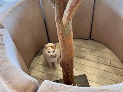 -猫的天空之城概念书店(丽江古城饮玉巷店)