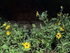 -荷风细雨·中国茶宴(碧云店)