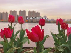 -咸阳湖景区-古渡公园