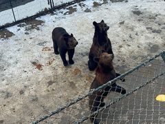 -大连森林动物园