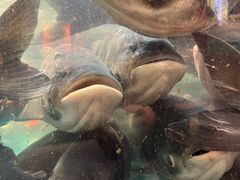 -魏铭鱼头捞饭(晋阳路店)