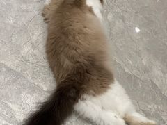 -有猫儿腻咖啡厅.猫咖