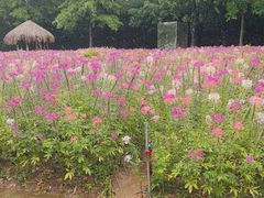 -厦门园林博览苑