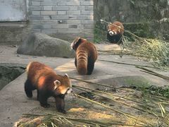 -都江堰中华大熊猫苑