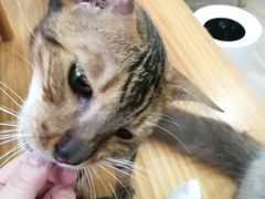 -李小姐の猫咖啡馆(五角场店)