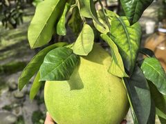 -陶德砂锅(蜀汉路店)