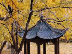 -千年银杏谷文化旅游区